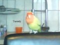 tweetyjenny8