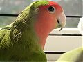 veronique27
