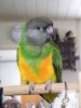 ParrotLover