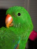 Essy