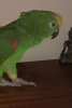 vogelfreakje