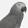 hugo