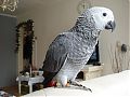 figo