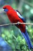 pannant rosella