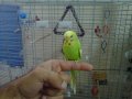 Rebbel