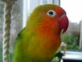 Rio