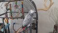 Bobo