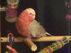 Parrotslover
