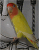 marlynn