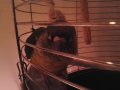 Bente