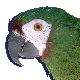 arasevera