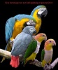 Parrotnut