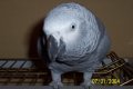 cocolien