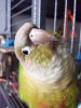 Ceilingbird
