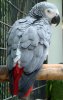 Redtail74