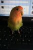 Zazu17