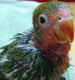 agabreeder