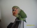 Lovebirds