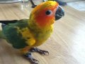 Darwin