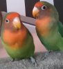 TweetenSyl