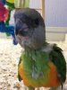Budgie
