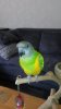 passie