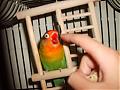 pato!