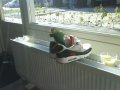 Broertjes