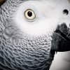 beautyparrot