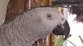 Grey Parrot