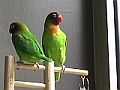 Carlos