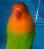 Jade