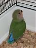 picolino