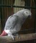 Peppete