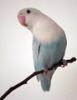AgaBounty