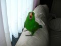 blackburd