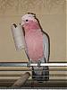 Piwi