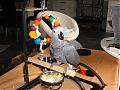 Luna888