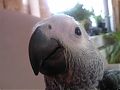 ladytippie