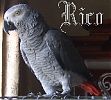 rabbya